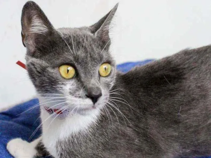Gato ra a SRD idade 7 a 11 meses nome Felícia