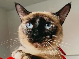 Gato raça Siames idade 1 ano nome Rosa