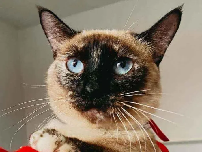 Gato ra a Siames idade 1 ano nome Rosa