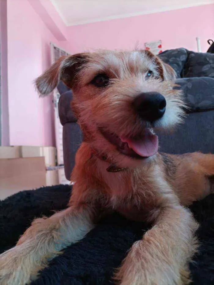 Cachorro ra a Misturado idade 2 a 6 meses nome Mingau