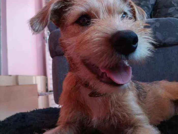 Cachorro ra a Misturado idade 2 a 6 meses nome Mingau