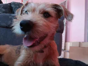 Cachorro raça Misturado idade 2 a 6 meses nome Mingau