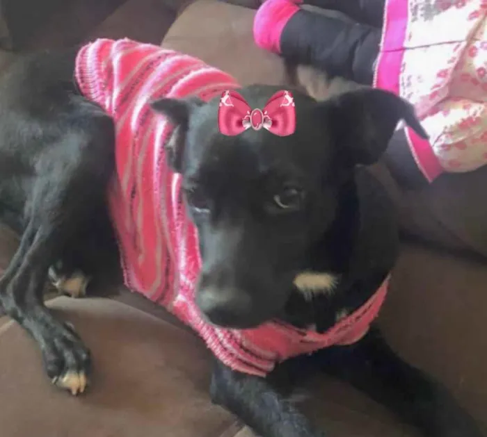 Cachorro ra a Mestiça  idade 7 a 11 meses nome Rubi 