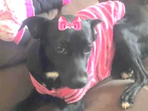 Cachorro raça Mestiça  idade 7 a 11 meses nome Rubi 