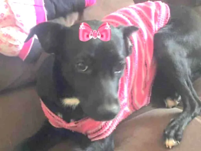 Cachorro ra a Mestiça  idade 7 a 11 meses nome Rubi 