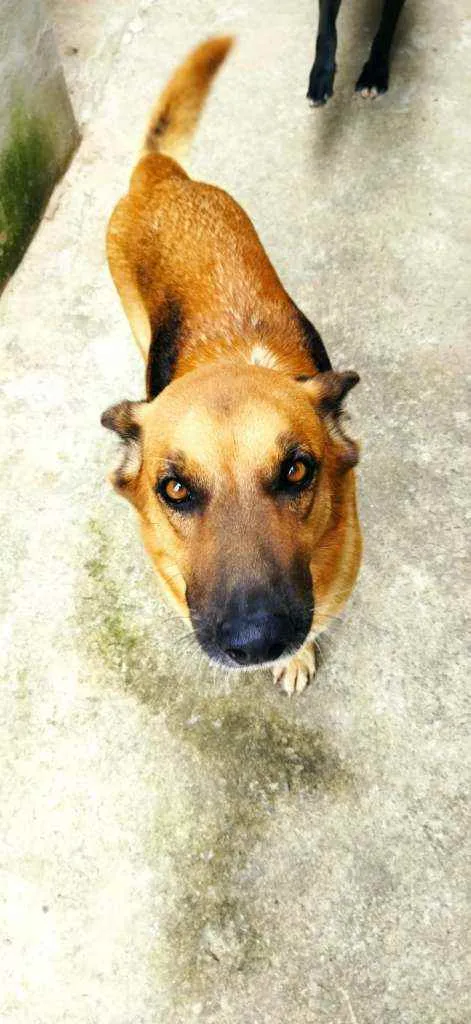 Cachorro raça Pastor Alemão idade 2 anos nome Pandora