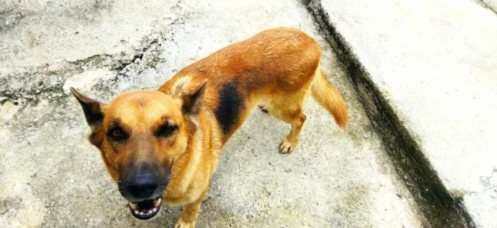 Cachorro raça Pastor Alemão idade 2 anos nome Pandora