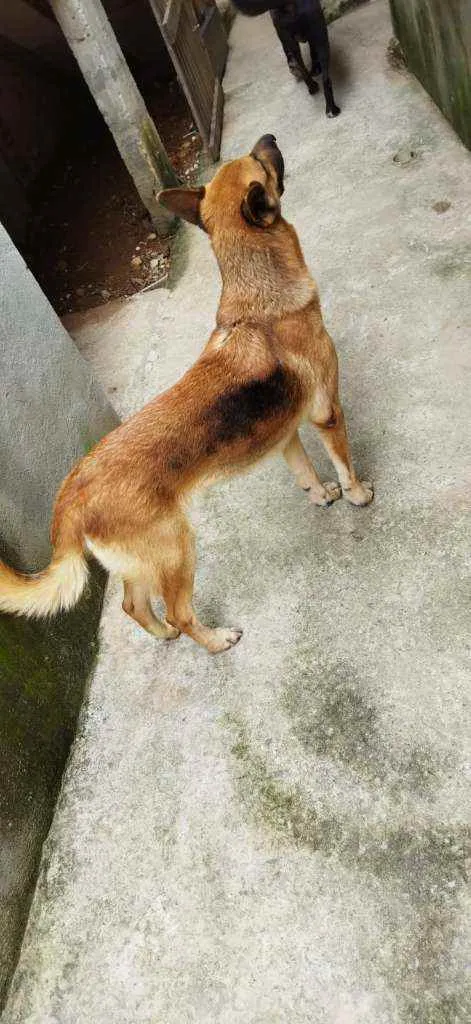 Cachorro raça Pastor Alemão idade 2 anos nome Pandora