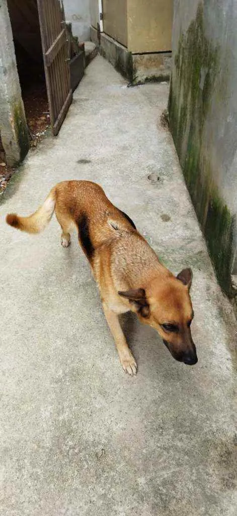 Cachorro raça Pastor Alemão idade 2 anos nome Pandora