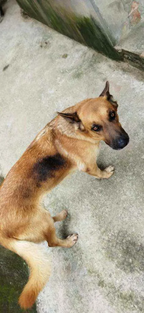 Cachorro raça Pastor Alemão idade 2 anos nome Pandora