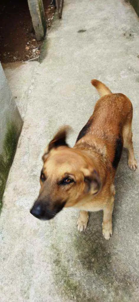 Cachorro raça Pastor Alemão idade 2 anos nome Pandora