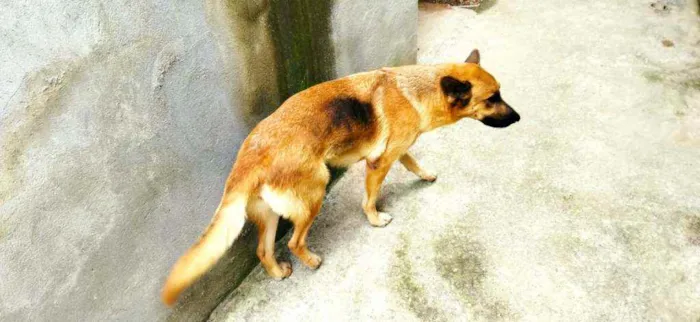 Cachorro raça Pastor Alemão idade 2 anos nome Pandora