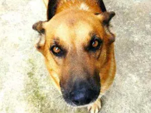 Cachorro raça Pastor Alemão idade 2 anos nome Pandora