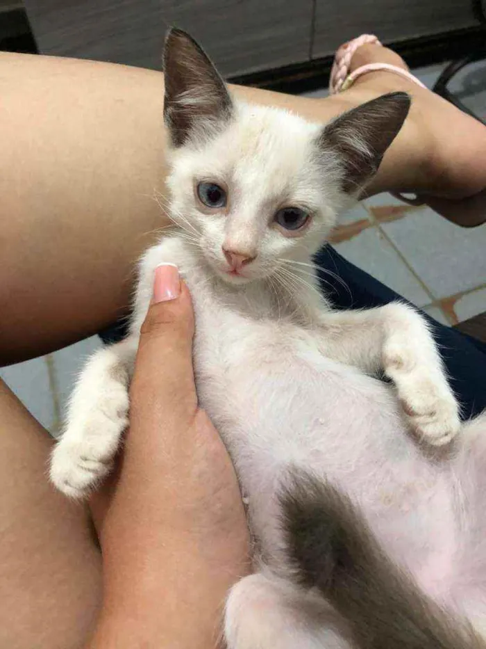 Gato ra a Vira-lata idade 2 a 6 meses nome Cinzinha, fofinho