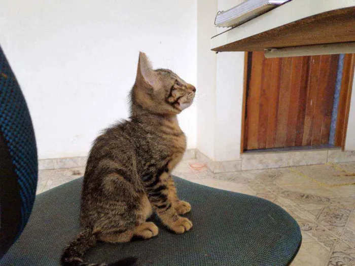Gato ra a SRD idade 2 a 6 meses nome Sem nome