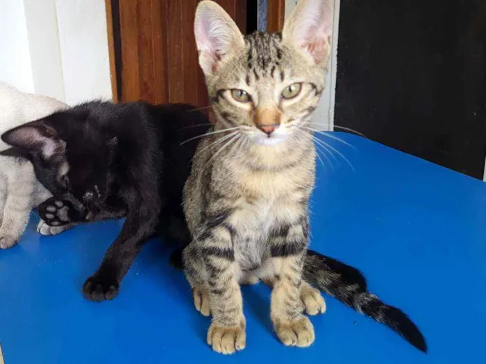 Gato ra a SRD idade 2 a 6 meses nome Sem nome
