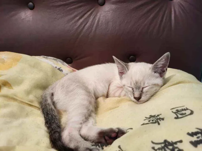 Gato ra a SRD idade 2 a 6 meses nome Sem nome