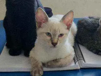 Gato ra a SRD idade 2 a 6 meses nome Sem nome