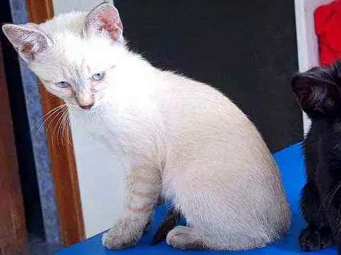 Gato ra a SRD idade 2 a 6 meses nome Sem nome