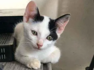 Gato raça Vira-lata idade 2 a 6 meses nome Cinzinha, fofinho