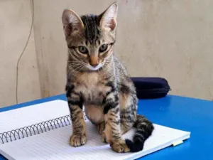 Gato raça SRD idade 2 a 6 meses nome Sem nome