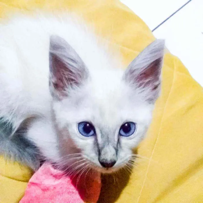 Gato ra a Indefinida  idade Abaixo de 2 meses nome Lady 