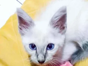 Gato raça Indefinida  idade Abaixo de 2 meses nome Lady 