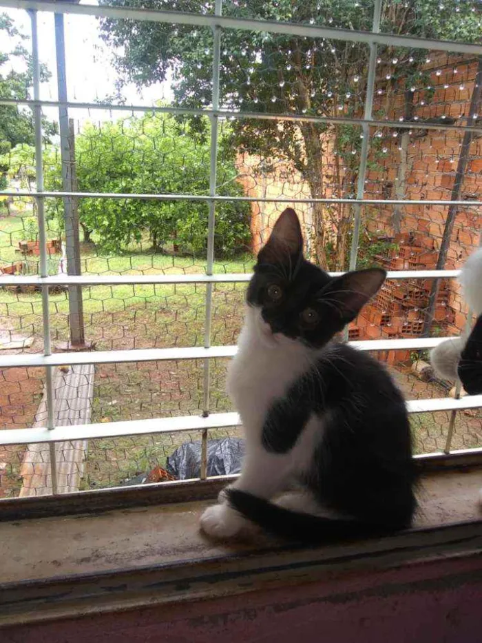 Gato ra a  idade 2 a 6 meses nome S/nome