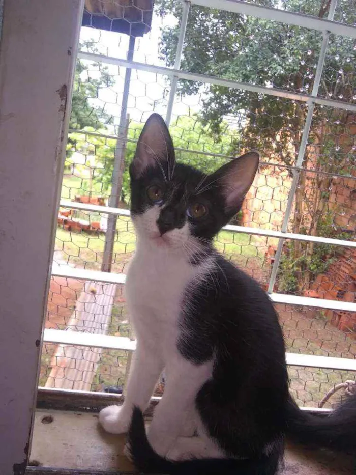 Gato ra a  idade 2 a 6 meses nome S/nome