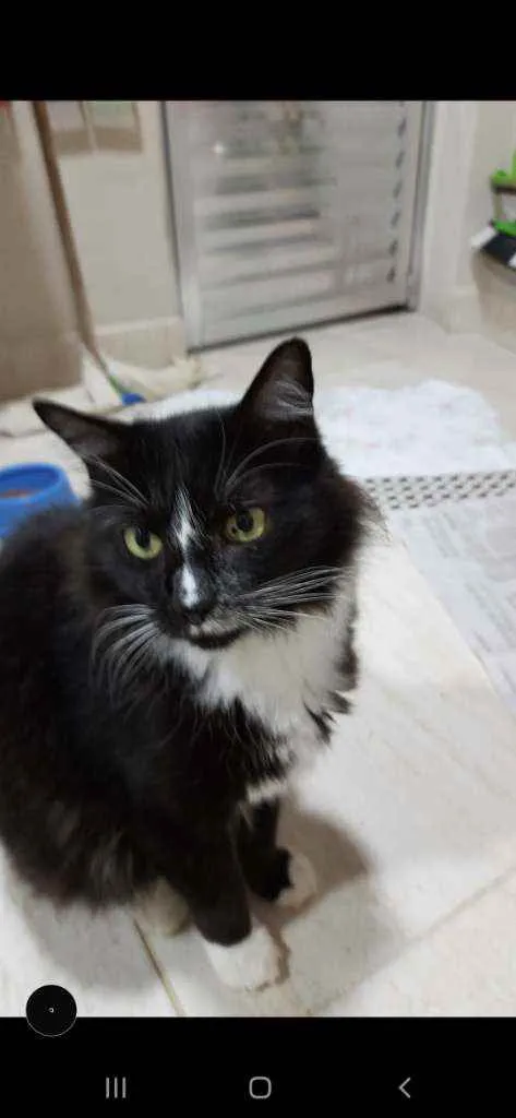 Gato ra a Sem raçã definida  idade 6 ou mais anos nome Bob 