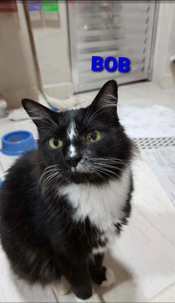 Gato ra a Sem raçã definida  idade 6 ou mais anos nome Bob 