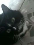 Bob 