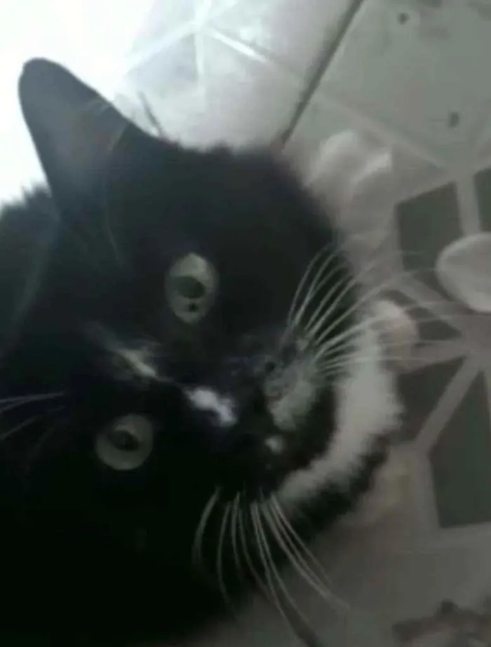 Gato ra a Sem raçã definida  idade 6 ou mais anos nome Bob 