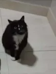 Bob 