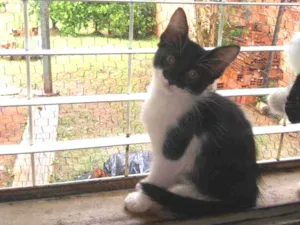 Gato raça  idade 2 a 6 meses nome S/nome