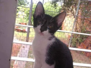 Gato raça  idade 2 a 6 meses nome S/nome