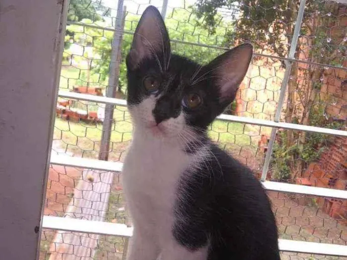 Gato ra a  idade 2 a 6 meses nome S/nome