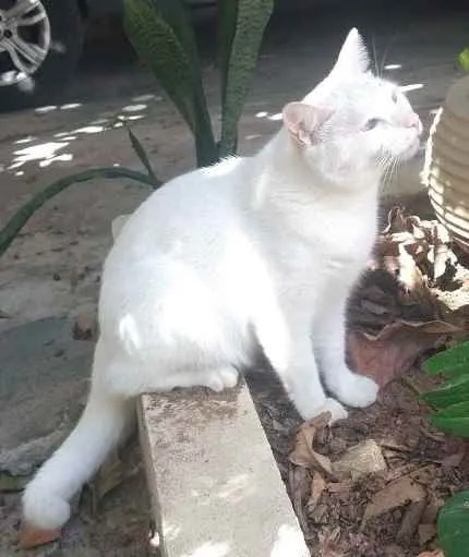 Gato ra a Indefinida  idade 2 anos nome Floquinho 