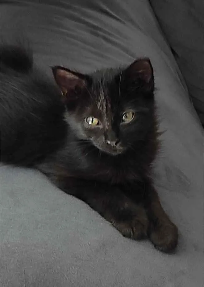 Gato ra a Sem raça idade 2 a 6 meses nome Nina
