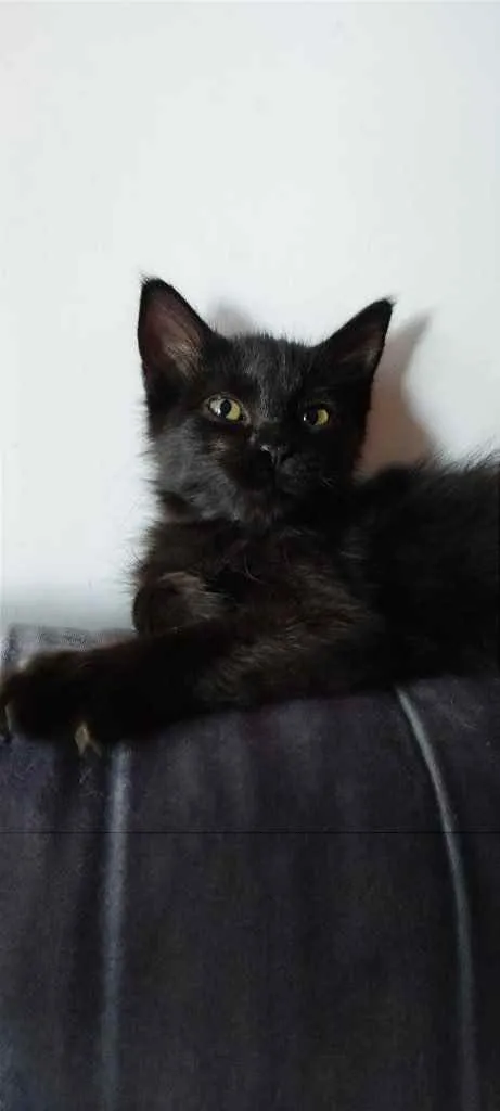 Gato ra a Sem raça idade 2 a 6 meses nome Nina