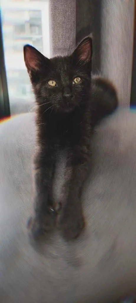 Gato ra a Sem raça idade 2 a 6 meses nome Nina