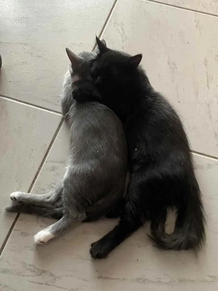 Gato ra a Sem raça idade 2 a 6 meses nome Nina