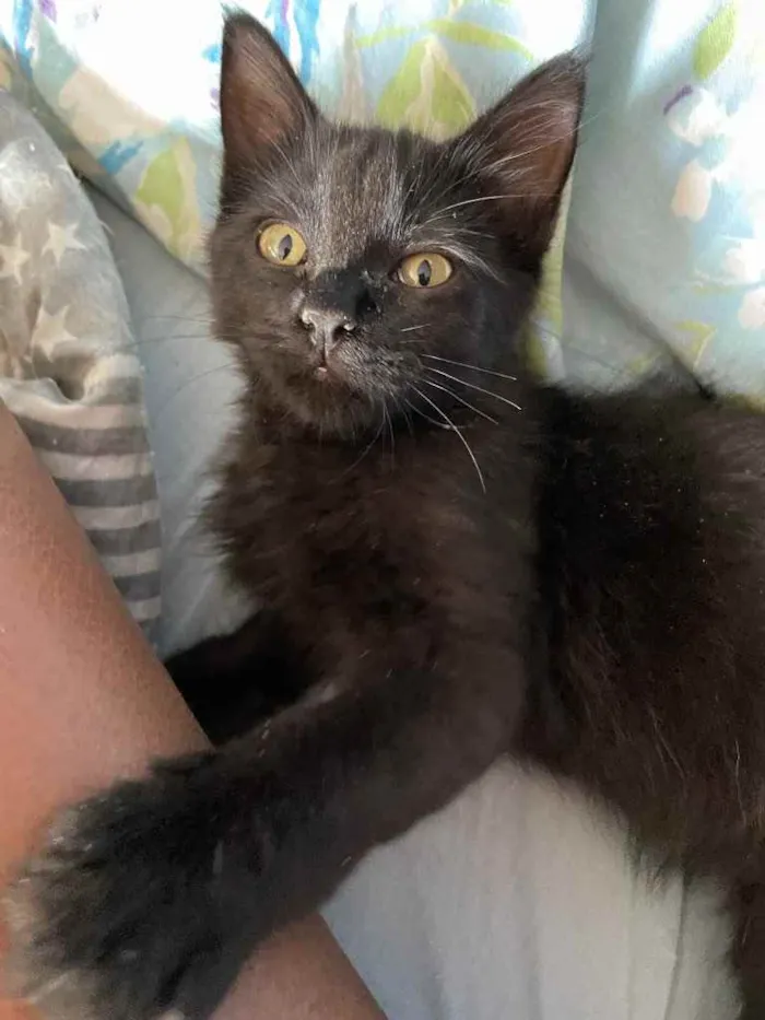Gato ra a Sem raça idade 2 a 6 meses nome Nina