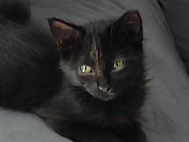 Gato ra a Sem raça idade 2 a 6 meses nome Nina