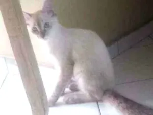 Gato raça Siamês com viralata idade 2 a 6 meses nome Não tem