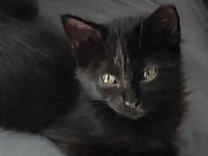 Gato raça Sem raça idade 2 a 6 meses nome Nina