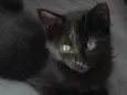 Nina