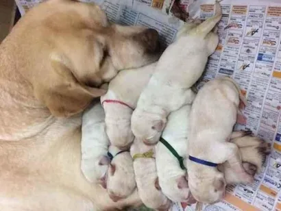 Cachorro raça Labrador idade 2 a 6 meses nome Não tem nomes 