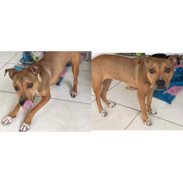 Cachorro ra a Vira lata  idade 7 a 11 meses nome Apollo