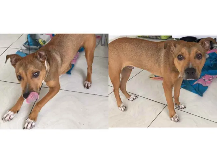 Cachorro ra a Vira lata  idade 7 a 11 meses nome Apollo